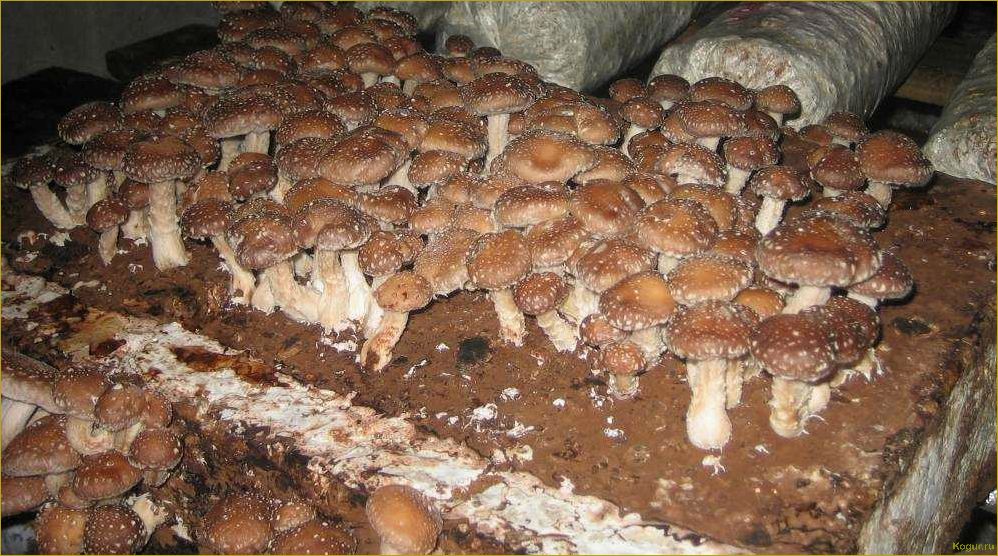 Как выращивать мицелий грибов в домашних условиях