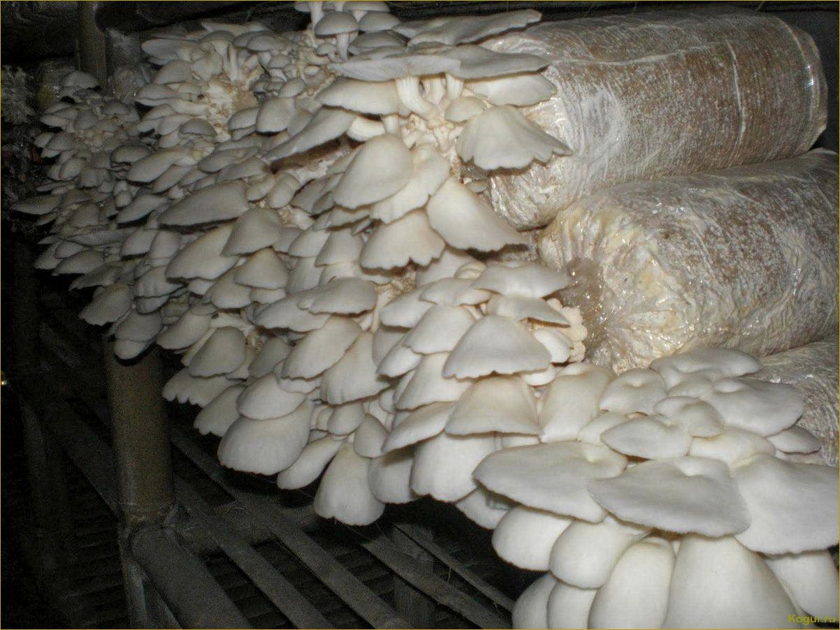 Как выращивать мицелий грибов в домашних условиях