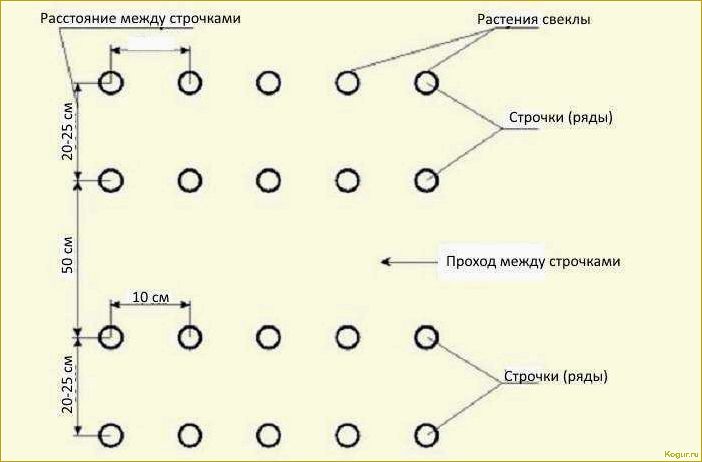 Как выращивать сахарную свеклу: правила посадки и ухода