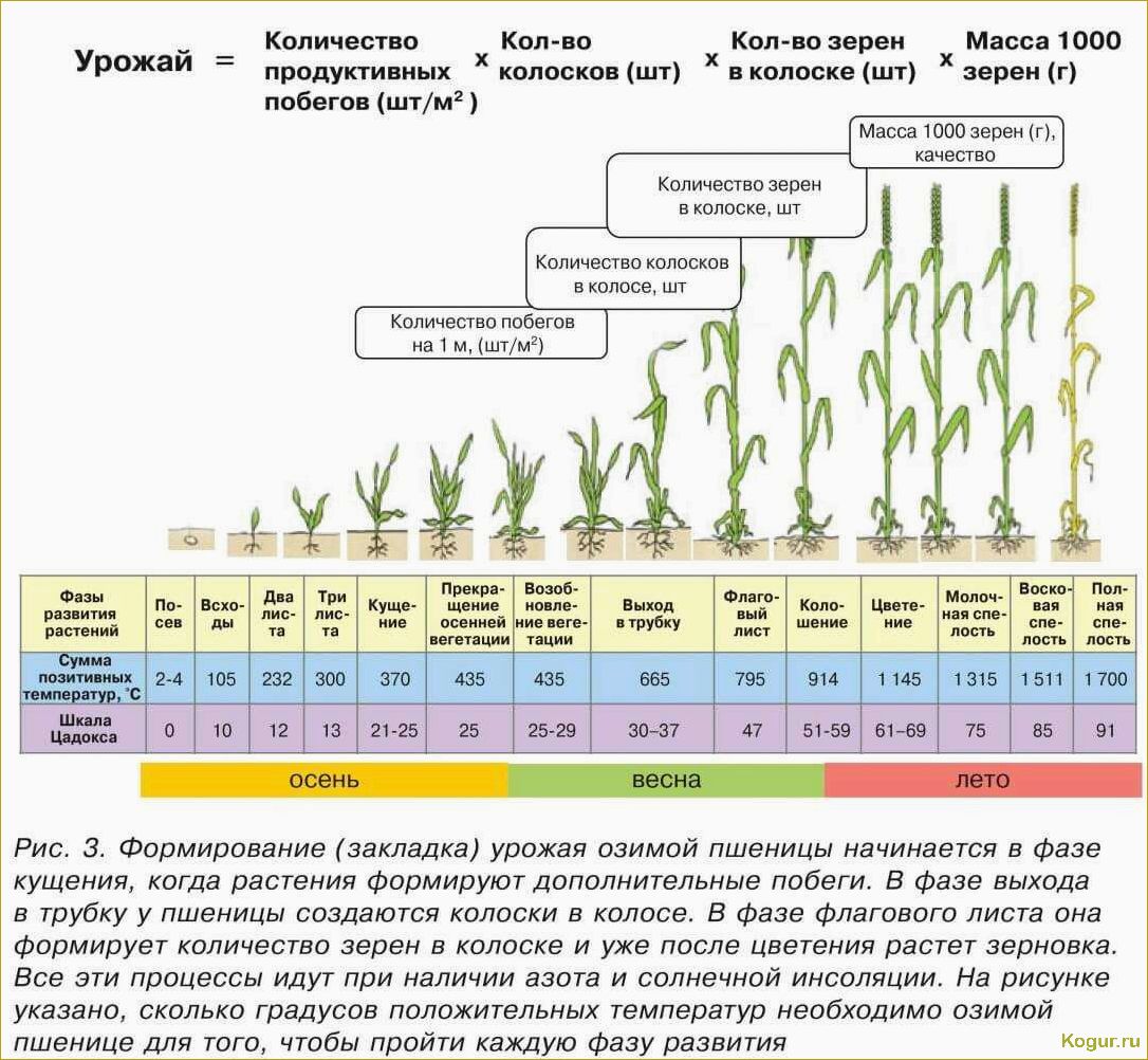 Как выращивать сахарную свеклу: правила посадки и ухода