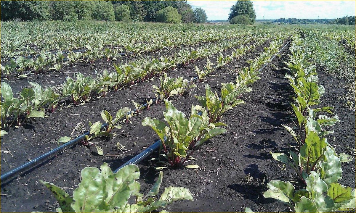 Как выращивать сахарную свеклу: правила посадки и ухода