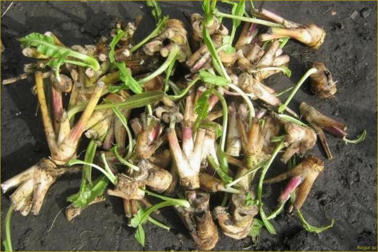 Как вырастить хрен Катран у себя на участке