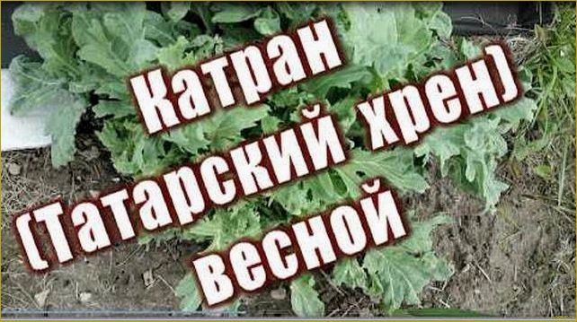 Как вырастить хрен Катран у себя на участке