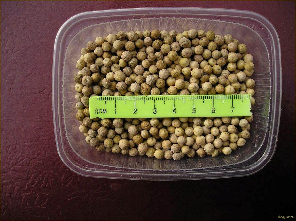 Как вырастить хрен Катран у себя на участке