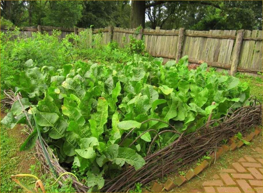 Как вырастить хрен Катран у себя на участке