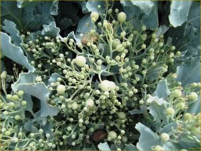 Как вырастить хрен Катран у себя на участке