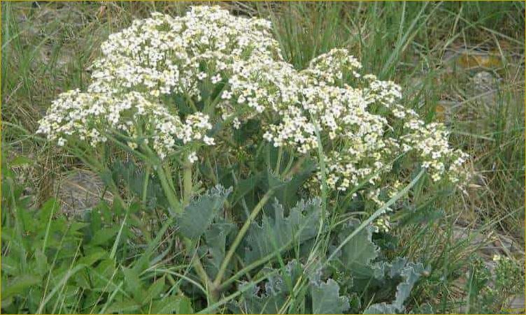 Как вырастить хрен Катран у себя на участке