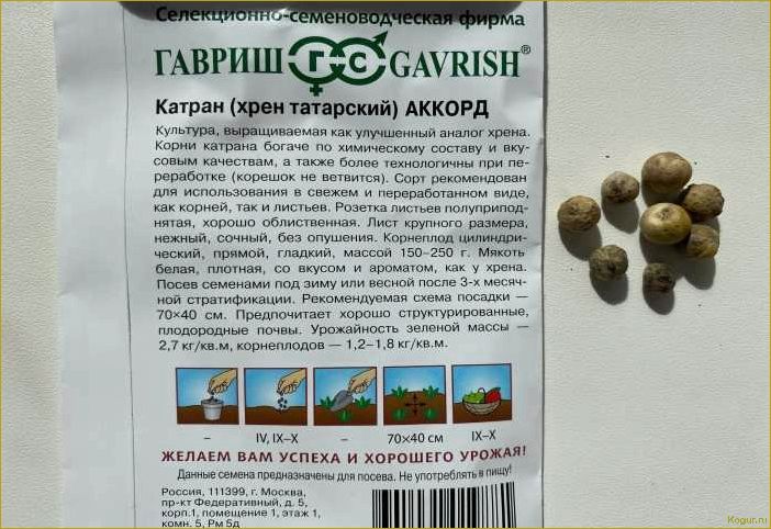 Как вырастить хрен Катран у себя на участке