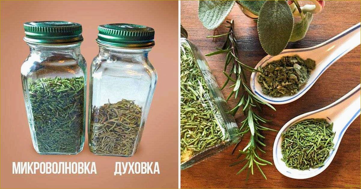 Как заготовить мяту на зиму