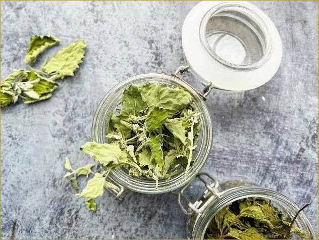 Как заготовить мяту на зиму