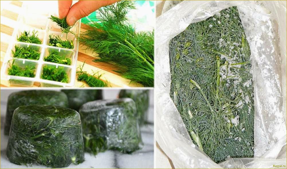 Как заготовить мяту на зиму