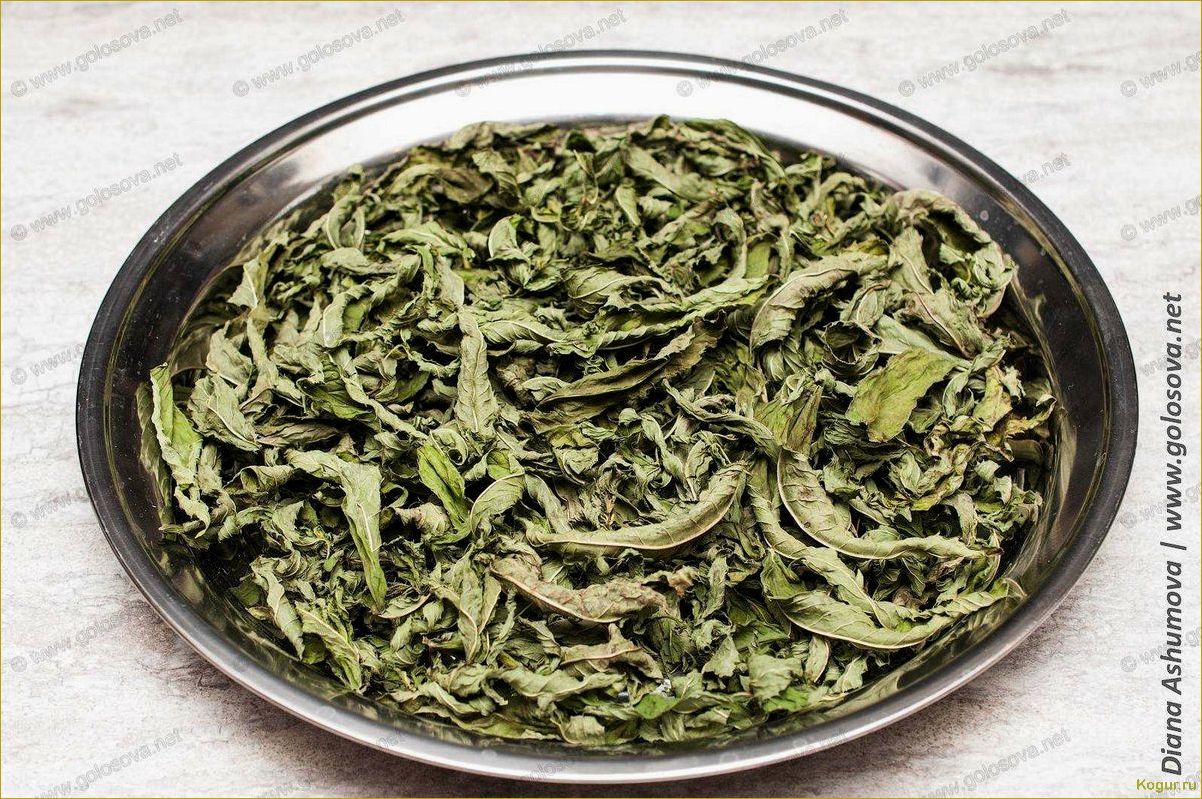 Как заготовить мяту на зиму