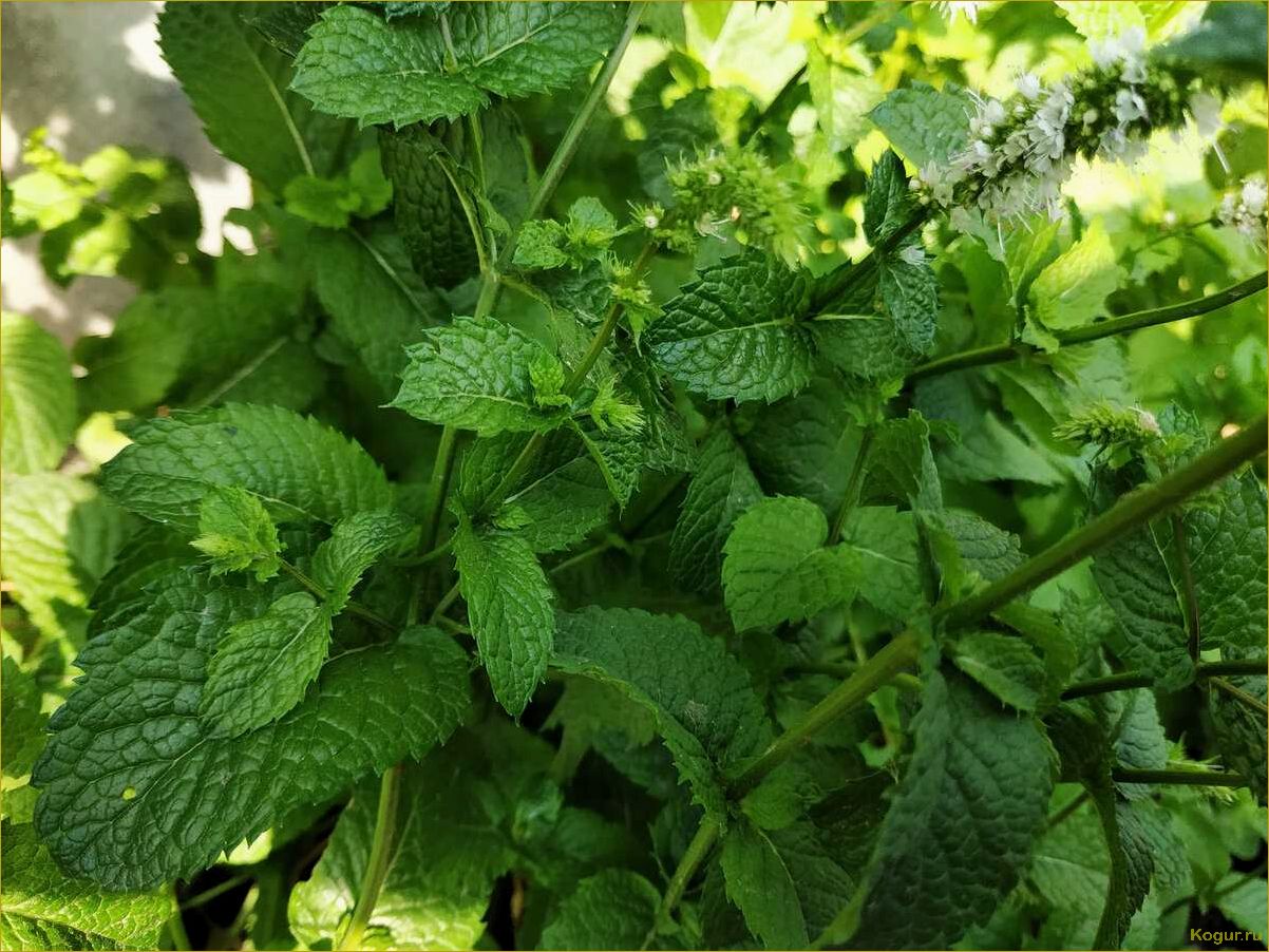 Как заготовить мяту на зиму