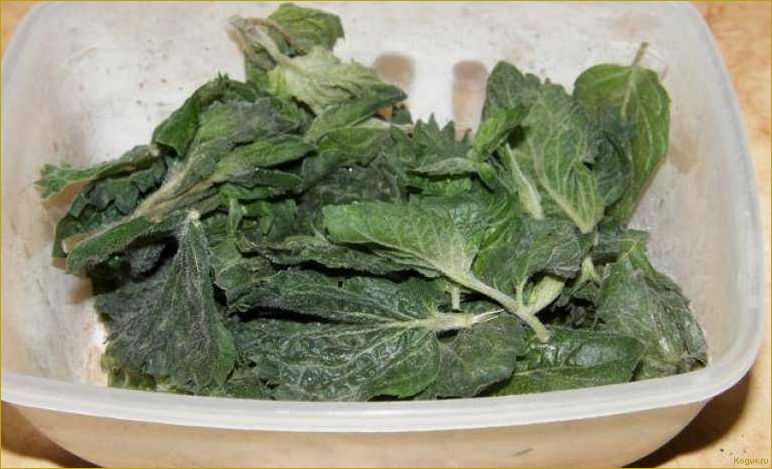 Как заготовить мяту на зиму