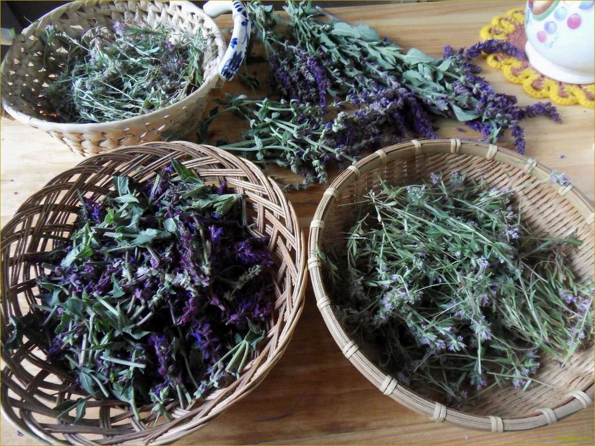 Как заготовить мяту на зиму