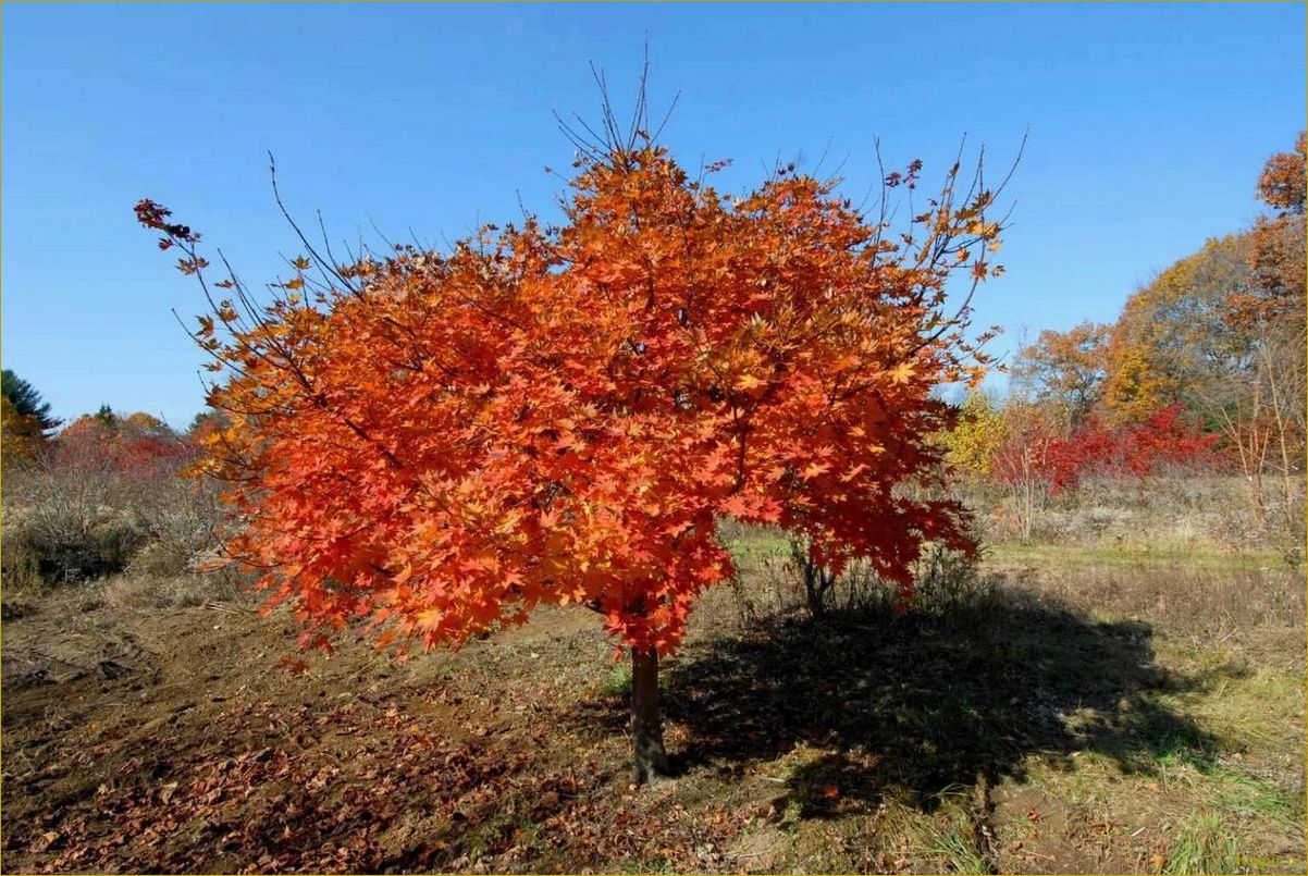Яркий акцент осеннего сада: клен маньчжурский