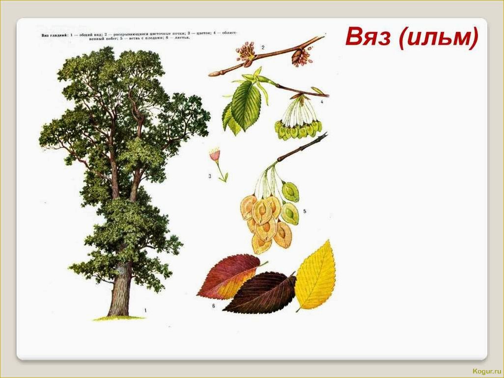 (удивительный, пример, адаптации, дерево, яркое) Удивительный пример адаптации: дерево вяз и его яркое приспособление к среде обитания