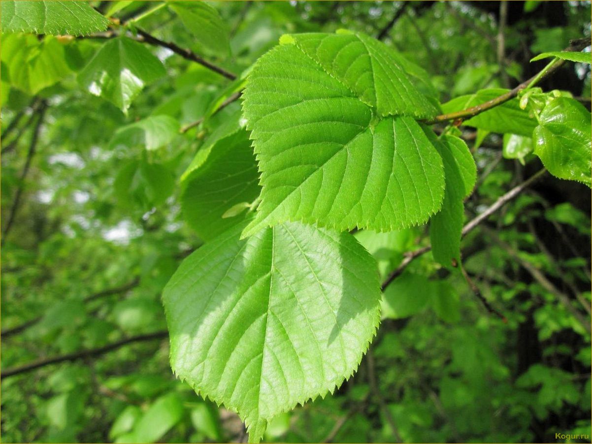 (удивительный, пример, адаптации, дерево, яркое) Удивительный пример адаптации: дерево вяз и его яркое приспособление к среде обитания