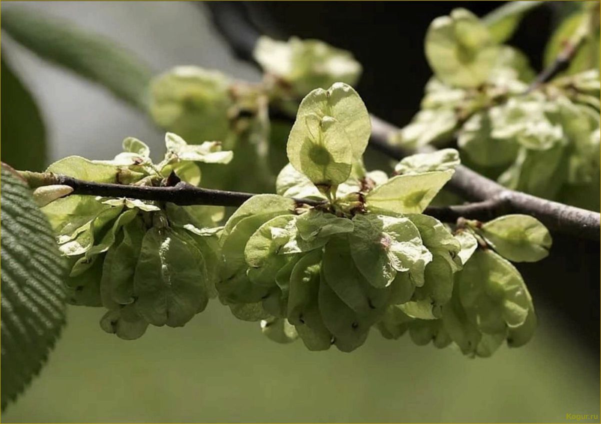 (удивительный, пример, адаптации, дерево, яркое) Удивительный пример адаптации: дерево вяз и его яркое приспособление к среде обитания